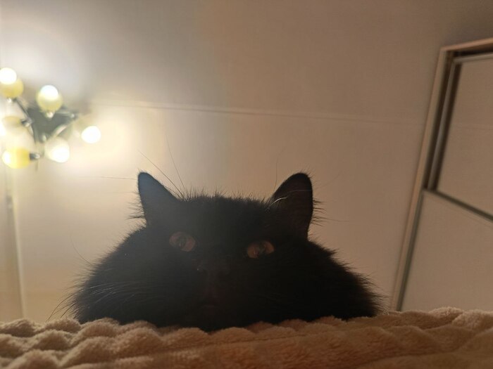 Ответ на пост «Конкурс: лучший кот Пикабу»