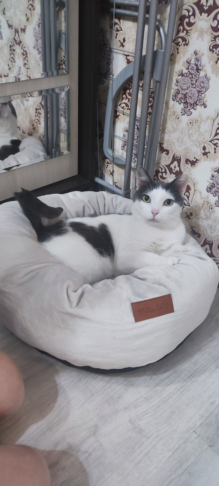 Ответ на пост «Конкурс: лучший кот Пикабу»