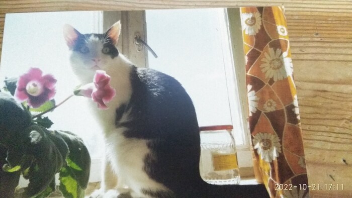 Ответ на пост «Конкурс: лучший кот Пикабу»