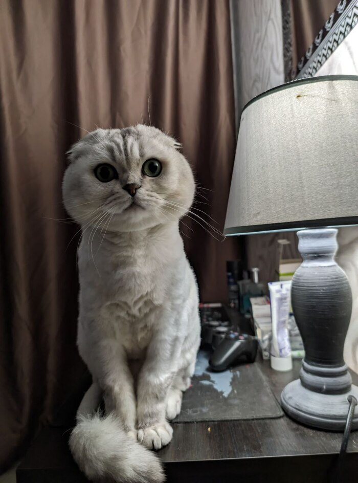 Ответ на пост «Конкурс: лучший кот Пикабу»