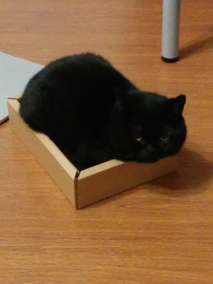 Ответ на пост «Конкурс: лучший кот Пикабу»