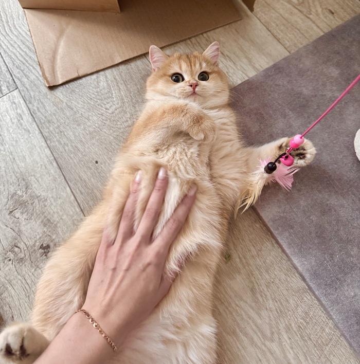 Ответ на пост «Конкурс: лучший кот Пикабу»