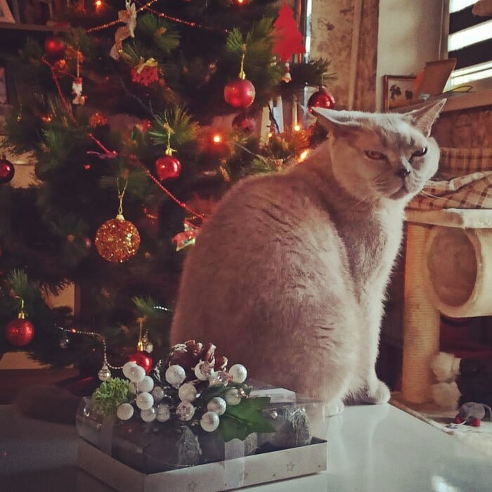 Ответ на пост «Конкурс: лучший кот Пикабу»