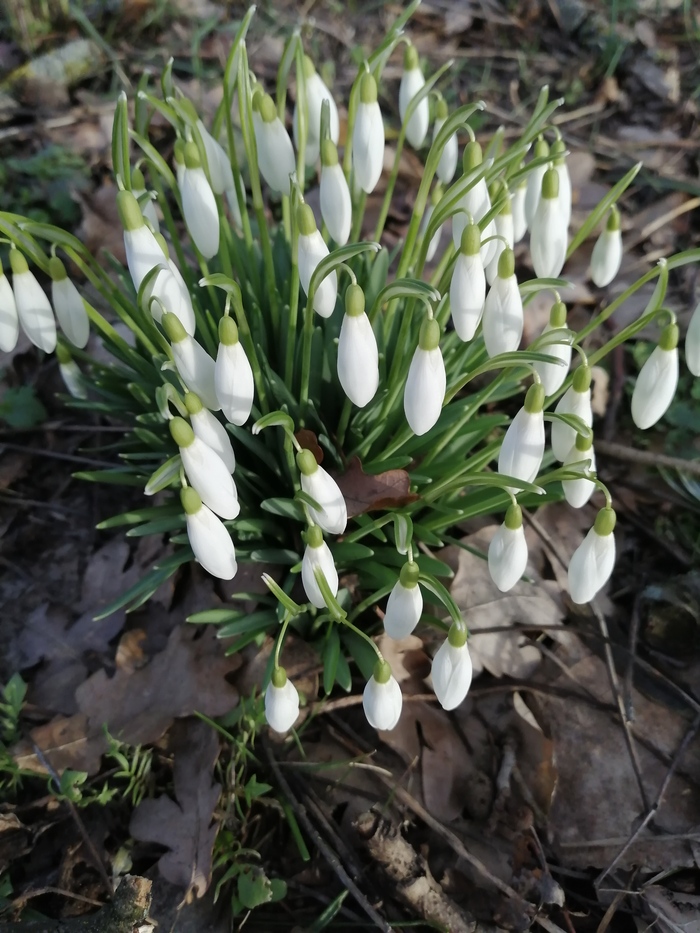 Пришла весна