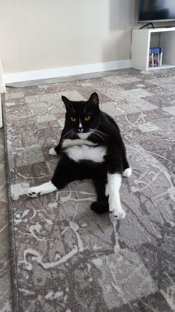 Кошка-упорошка Леся