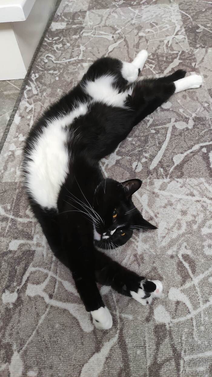 Кошка-сломонашка Леся