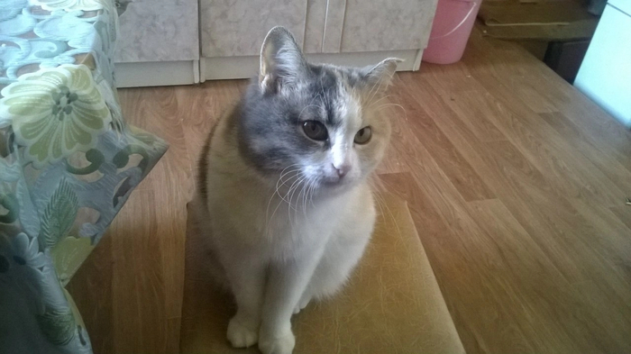 Ответ на пост «Конкурс: лучший кот Пикабу»