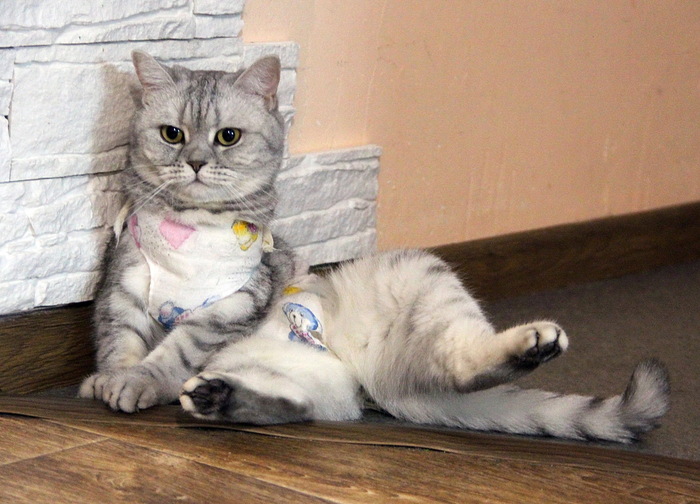 Ответ на пост «Конкурс: лучший кот Пикабу»