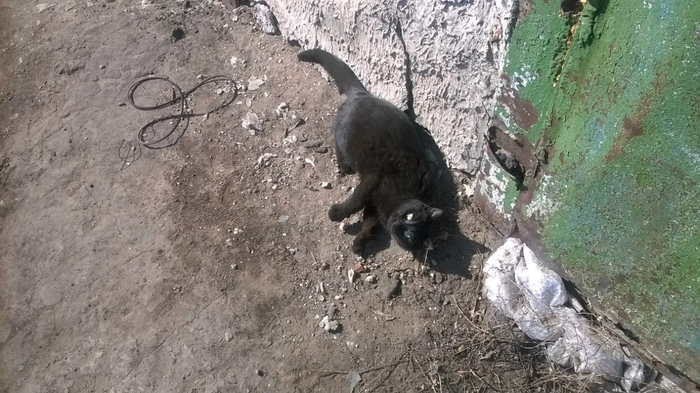 Ответ на пост «Конкурс: лучший кот Пикабу»