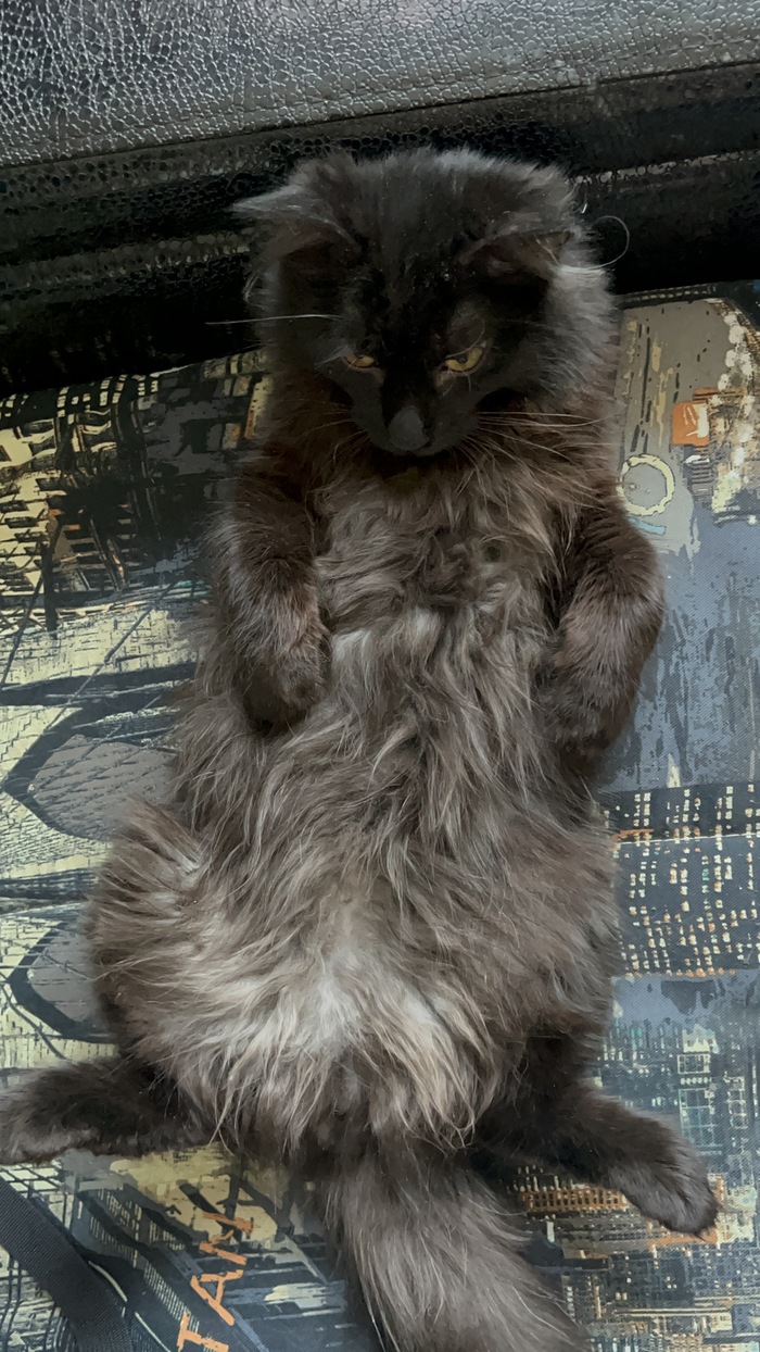 Ответ на пост «Конкурс: лучший кот Пикабу»