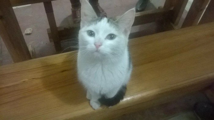 Ответ на пост «Конкурс: лучший кот Пикабу»