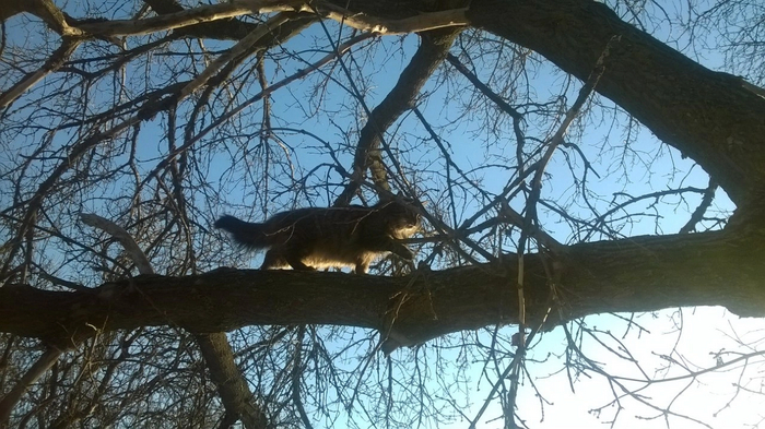 Ответ на пост «Конкурс: лучший кот Пикабу»