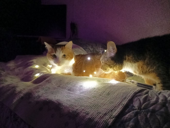 Ответ на пост «Конкурс: лучший кот Пикабу»