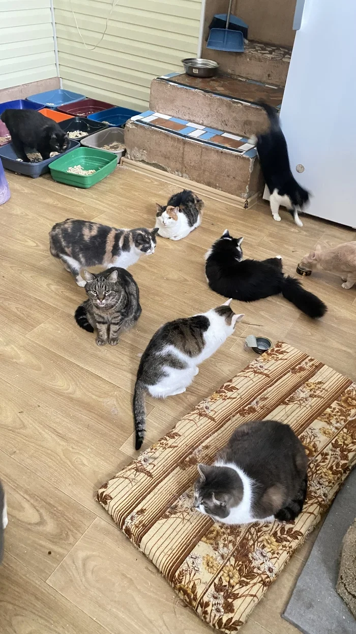 Many people ask: why do you have social networks, why do you talk about cats? - My, cat, Animal shelter, Charity, Animal Rescue, Longpost