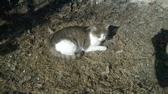 Ответ на пост «Конкурс: лучший кот Пикабу»