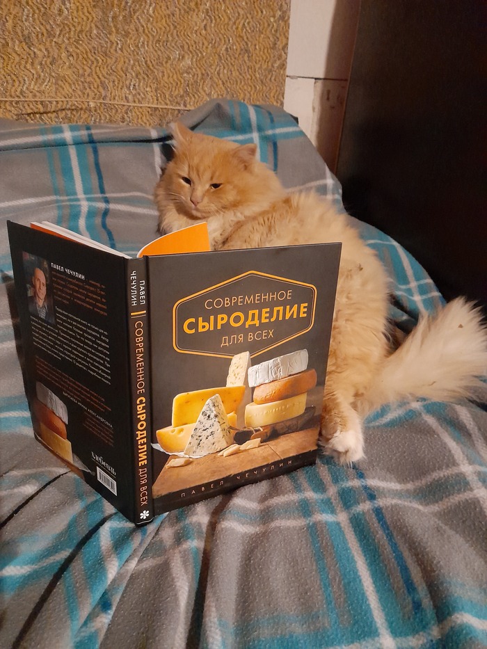 Ответ на пост «Конкурс: лучший кот Пикабу»