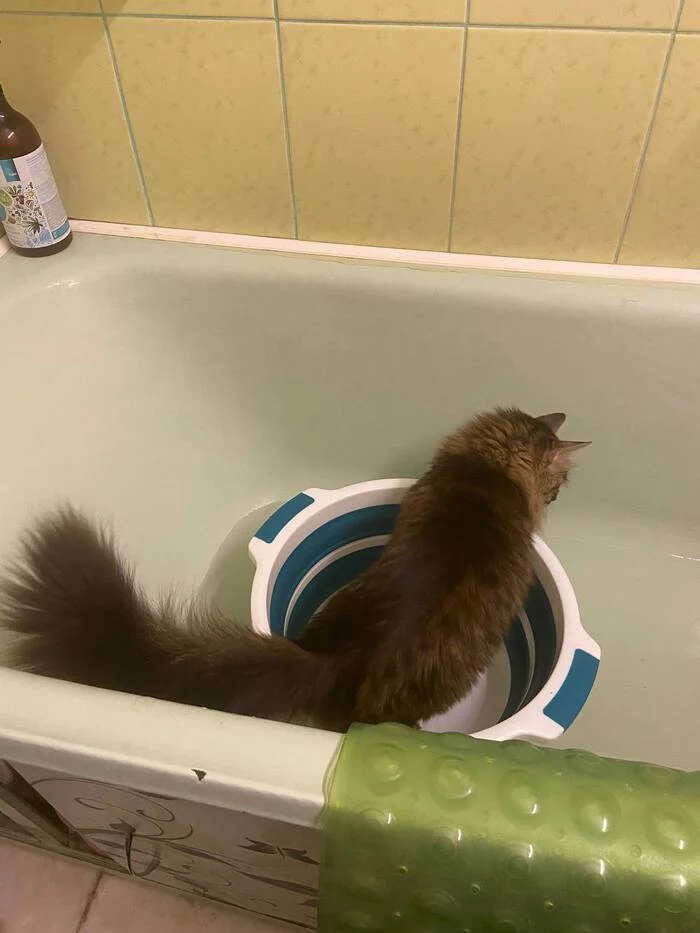 Dragon Chronicles: Water Otter Hunt - My, Fantasy, Warcraft, cat