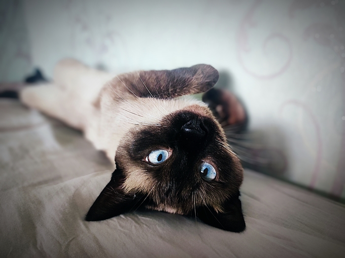 Ответ на пост «Конкурс: лучший кот Пикабу»