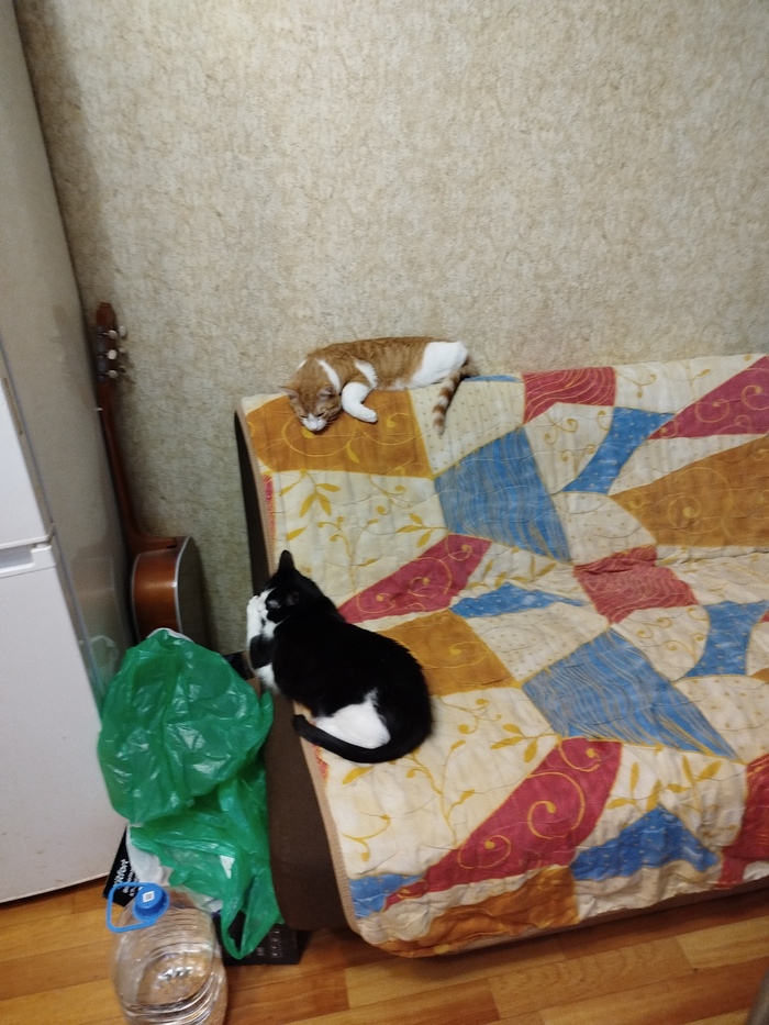 Лучший кот Пикабу?