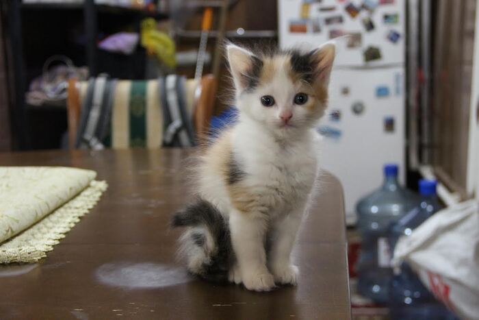 Ответ на пост «Конкурс: лучший кот Пикабу»