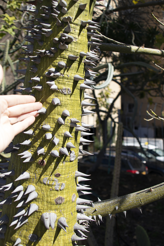 � ������� - ���������