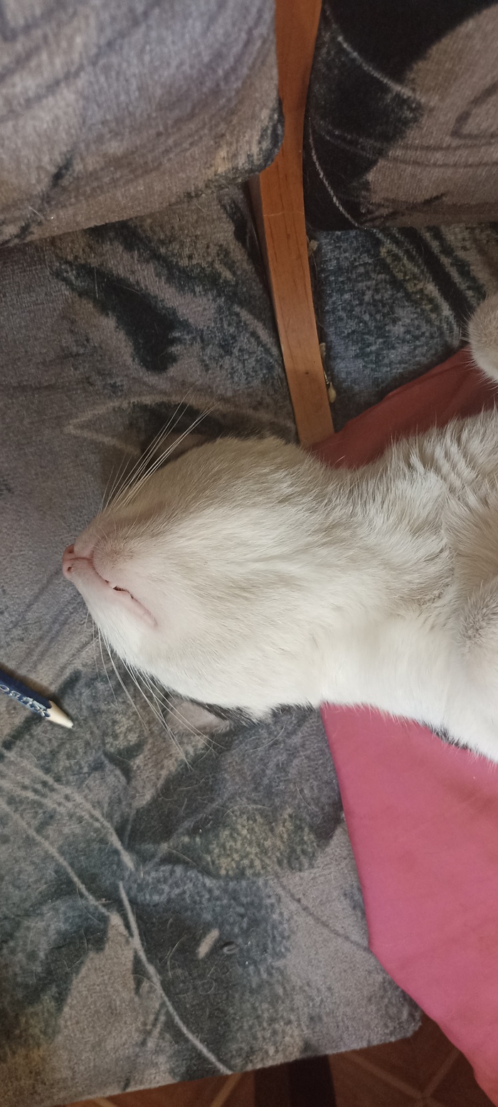 Он же Фидосик