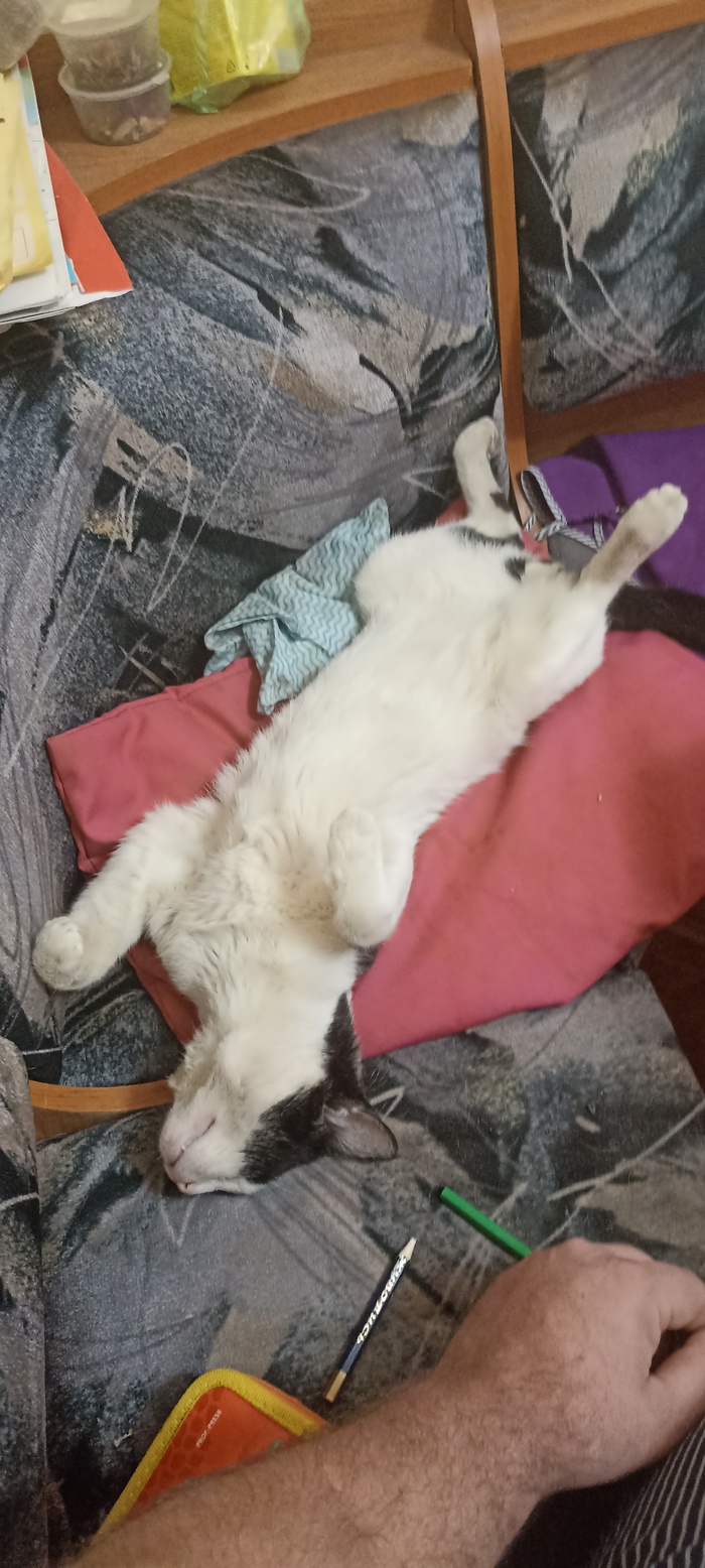 После трехдневного загула по деревне кот FiDos да да то самое FIDO