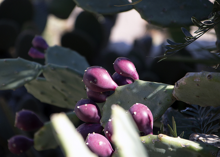 ������ ��� �� ��������