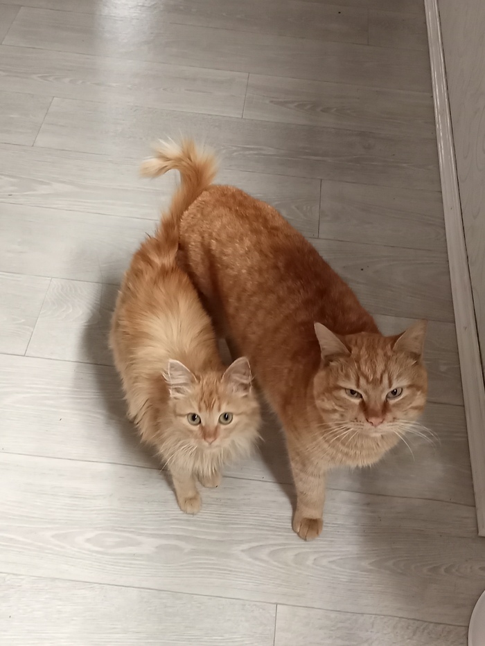 Ответ на пост «"Подтвердите, что вы пикабушник, добавив фото кота"»