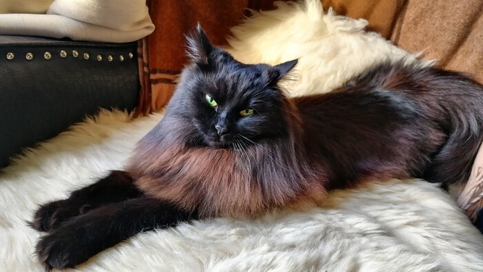 Ответ на пост «Конкурс: лучший кот Пикабу»