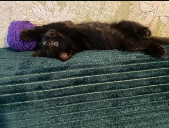 Ответ на пост «Конкурс: лучший кот Пикабу»