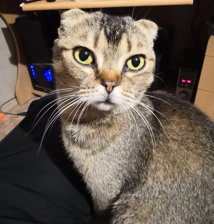 Reply to the post Competition: Best Pikabu Cat - My, Pick-up headphones, Peekaboo, Competition, Cat Day, cat, A wave of posts, Reply to post, Longpost