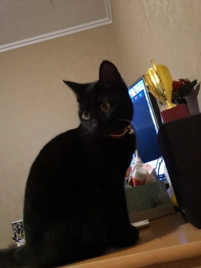 Reply to the post Competition: Best Pikabu Cat - My, Pick-up headphones, Peekaboo, Competition, Cat Day, cat, A wave of posts, Reply to post, Longpost