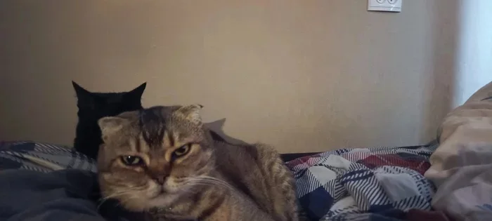 Reply to the post Competition: Best Pikabu Cat - My, Pick-up headphones, Peekaboo, Competition, Cat Day, cat, A wave of posts, Reply to post, Longpost
