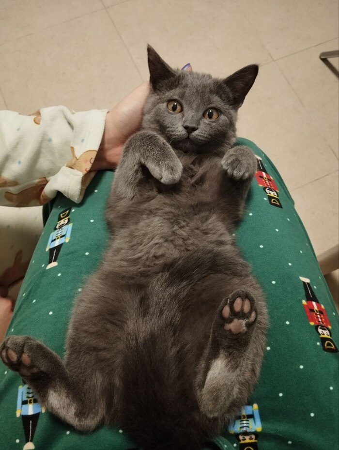 Ответ на пост «Конкурс: лучший кот Пикабу»