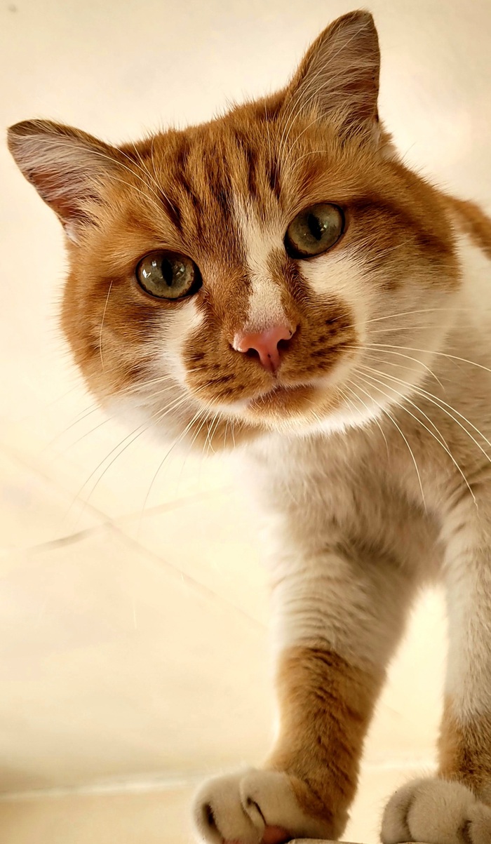 Ответ Dragon.Ara в «Конкурс: лучший кот Пикабу»