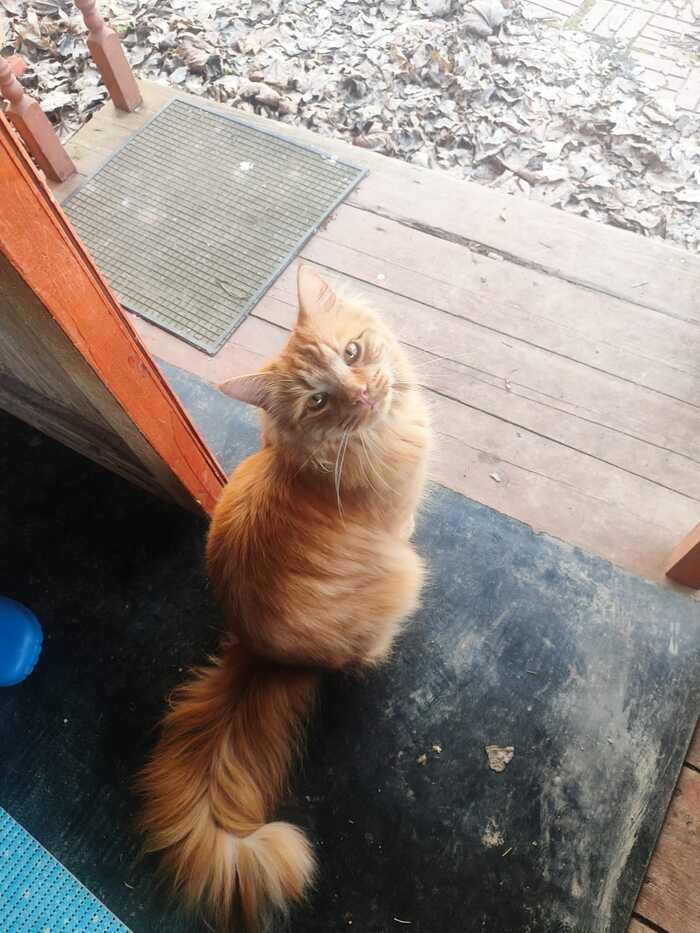 Ответ на пост «Конкурс: лучший кот Пикабу»