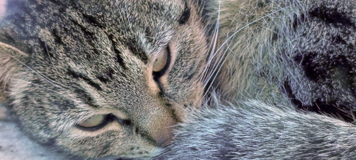 Кошка Иссыкуль. Делает вид, что спит.