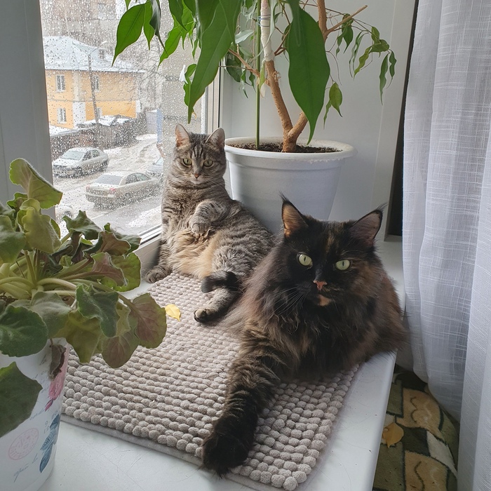 Одно из редчайших фото, где Мика и Несси сидят рядом, и старшая терпит присутствие младшей в непосредственной близости от себя