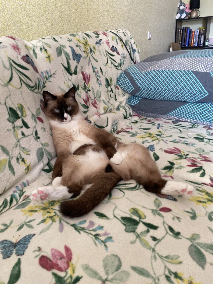 Ответ на пост «Конкурс: лучший кот Пикабу»