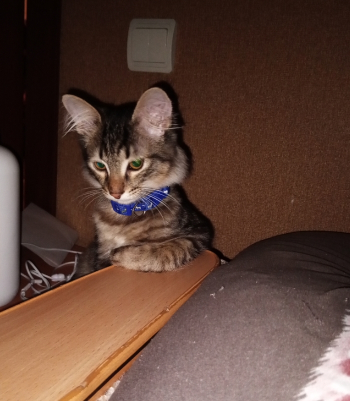 Ответ на пост «Конкурс: лучший кот Пикабу»