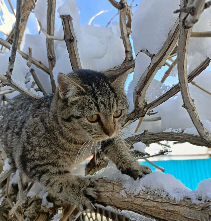 Кошка Плоська точит когти даже в мороз.