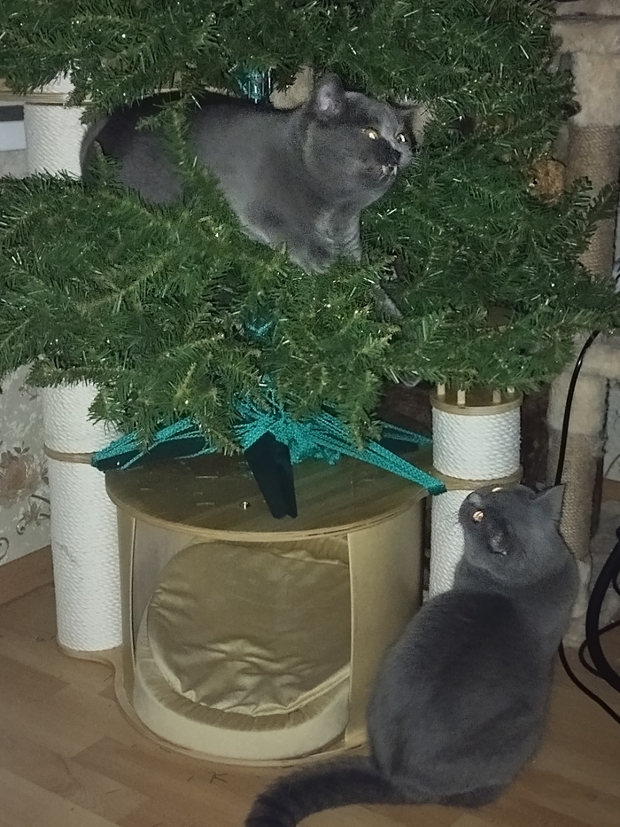 Ответ на пост «Конкурс: лучший кот Пикабу»