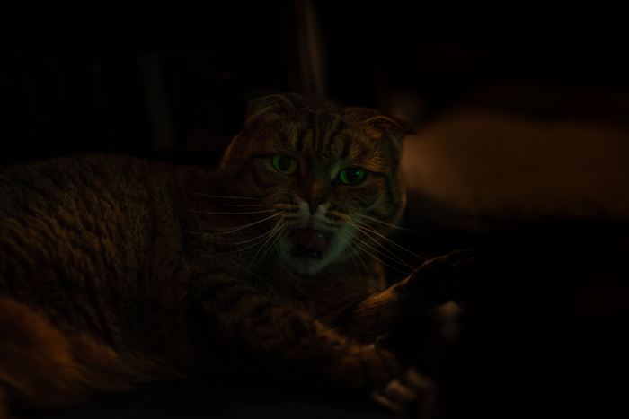 Ответ на пост «Конкурс: лучший кот Пикабу»