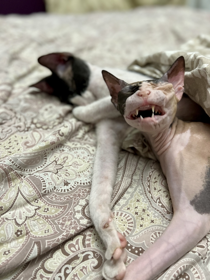    :    , , ,  , ,  ,   , 