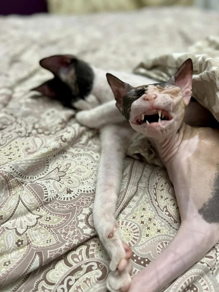 Reply to the post Competition: Best Pikabu Cat - My, Pick-up headphones, Peekaboo, Competition, Cat Day, cat, A wave of posts, Reply to post, Longpost