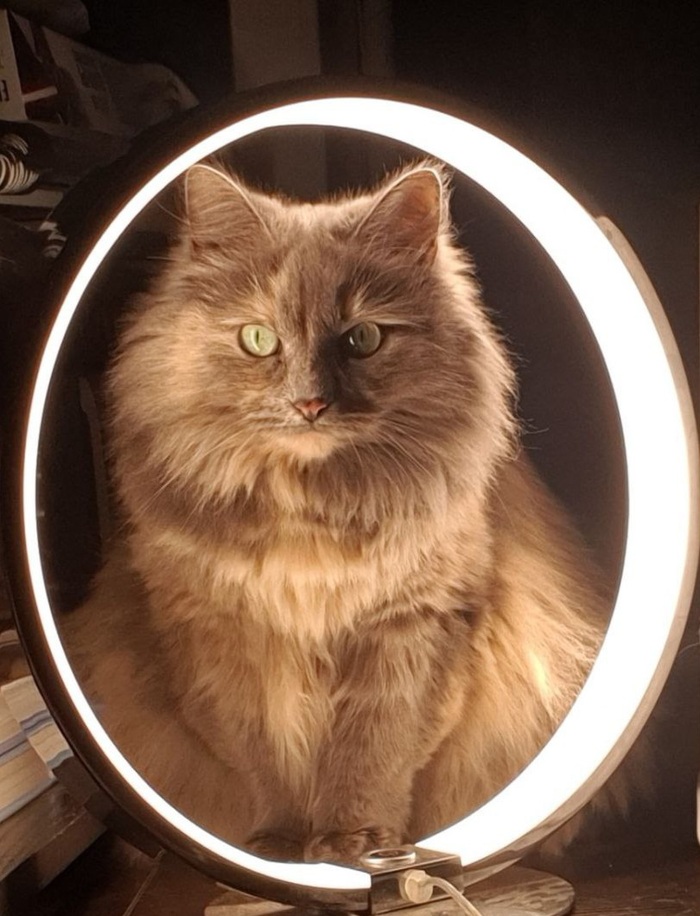 Ответ bryks123 в «Конкурс: лучший кот Пикабу»