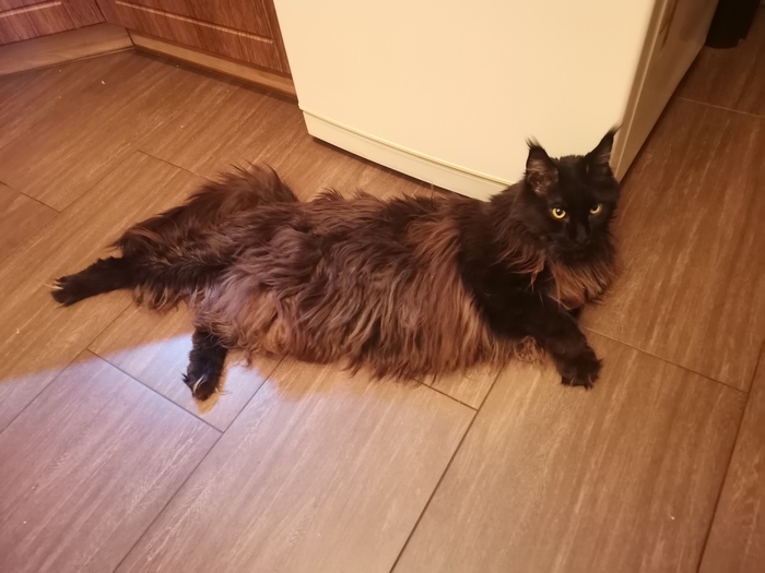 Лапку тяяяянем... Кот - балерун.