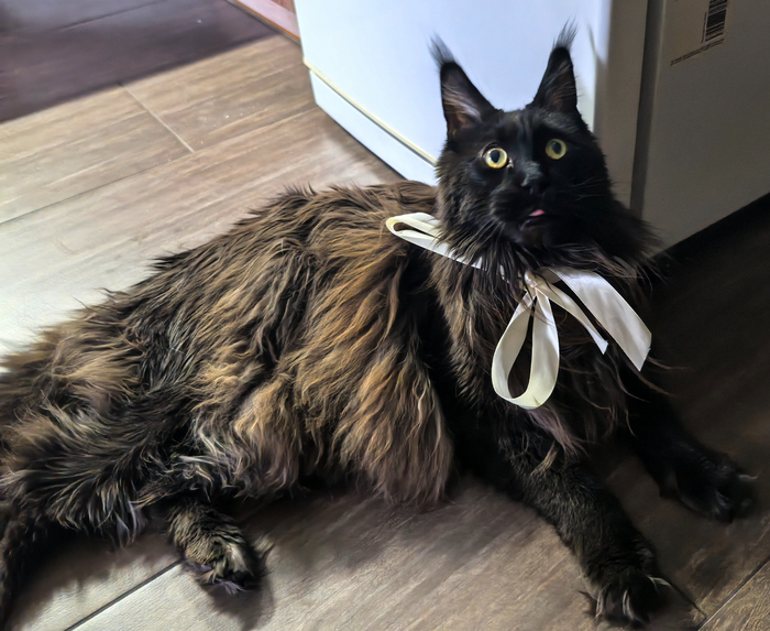 Когда кожаные заставили выглядеть красиво, но не сказали, что надо быть серьёзным...