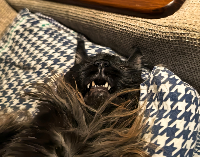 Иногда храпит как лошадь. В оставшихся 80% случаев, во сне просто храпит или сопит. Пока писал эти слова, с дивана раздался сочный храп... (реально, не шутка)